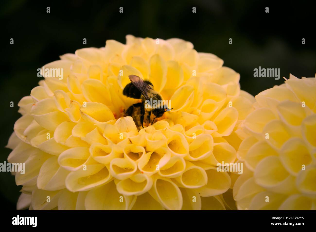 Ape su fiore giallo, inquinante al centro. Bumble ape raccolta polline Foto Stock