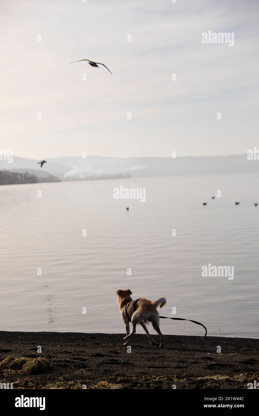 Cane che gioca con gli uccelli su un lungomare Foto Stock