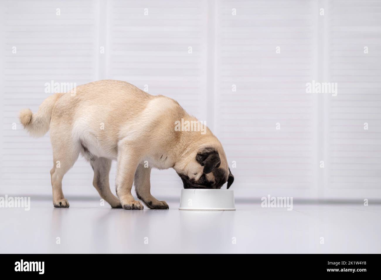 Cuccia cane mangiare fresco cibo secco kibbles per cuccioli piccoli, cibo per cani a casa Foto Stock