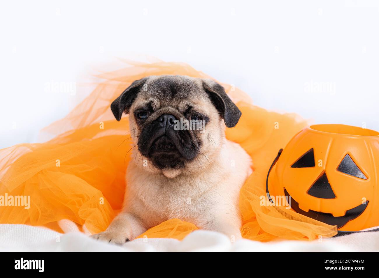 Faccia divertente di cane pug arancione cappello strega costume halloween seduta sul letto a casa, riprese verticali. Foto Stock