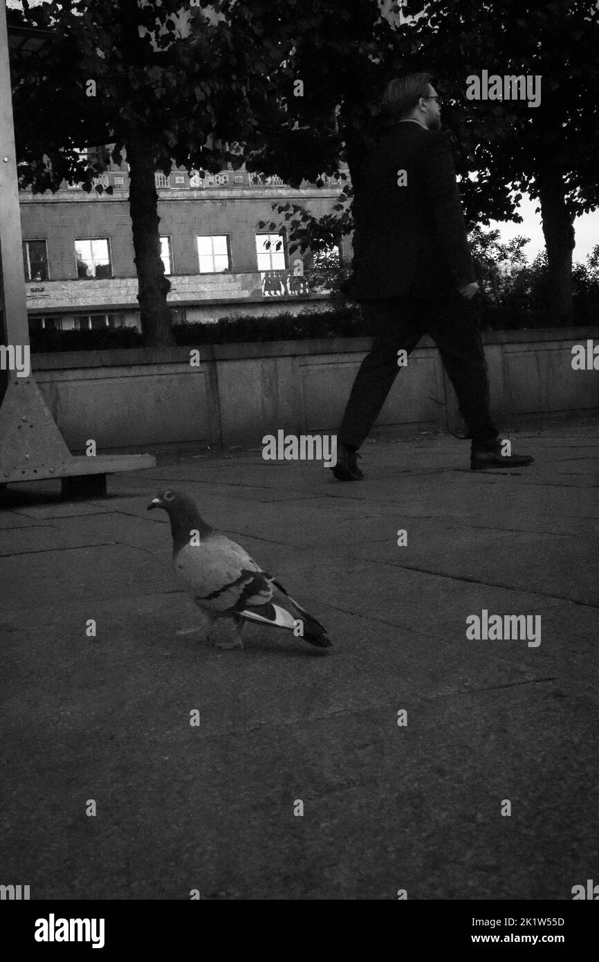 Un colpo in scala di grigi di un piccione sul terreno e di un uomo in tuta che cammina sullo sfondo Foto Stock