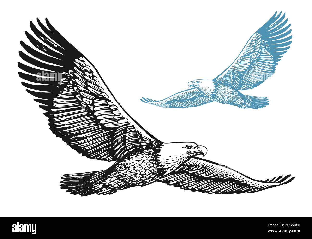 Aquila calva con ali sparse in volo isolate su sfondo bianco. Illustrazione vettoriale degli uccelli in stile di incisione vintage Illustrazione Vettoriale