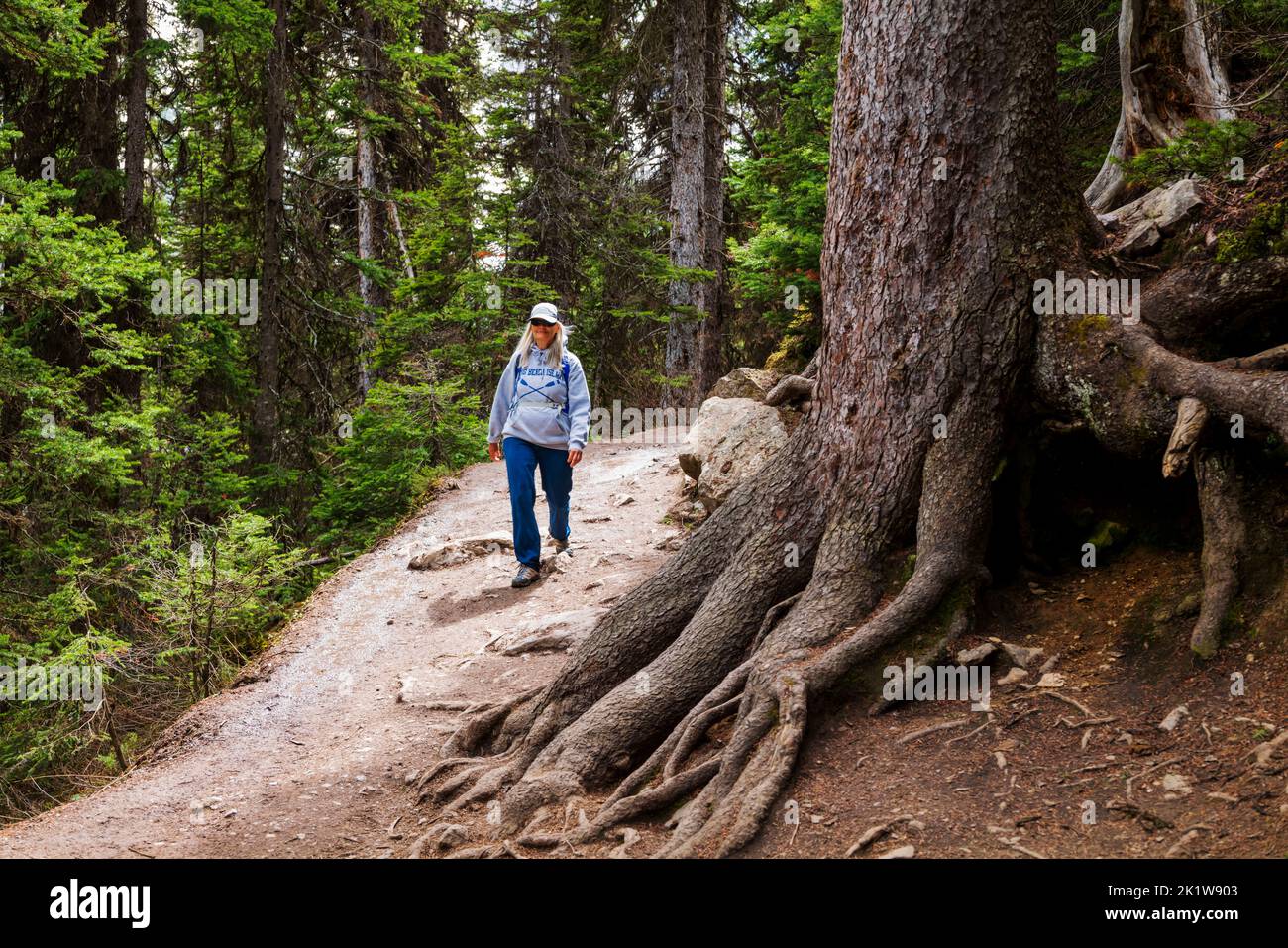 Escursionista femminile senior; sentiero del lago Agnes; lago Louise; Parco Nazionale di Banff; Alberta; Canada Foto Stock