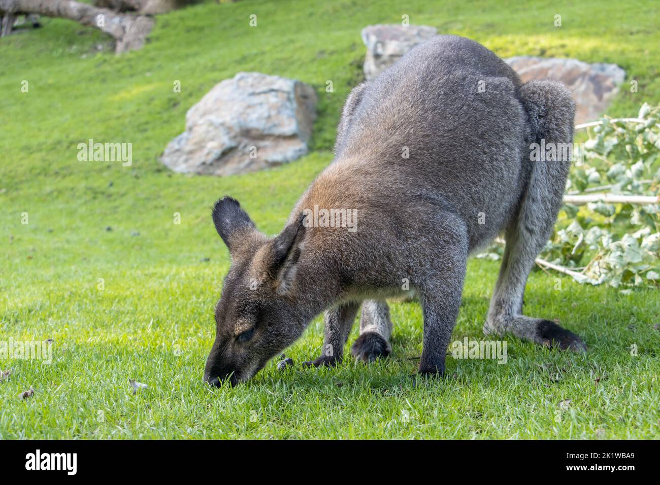 Un wallaby dal collo rosso - Notamacropus rufogriseus su un prato verde Foto Stock