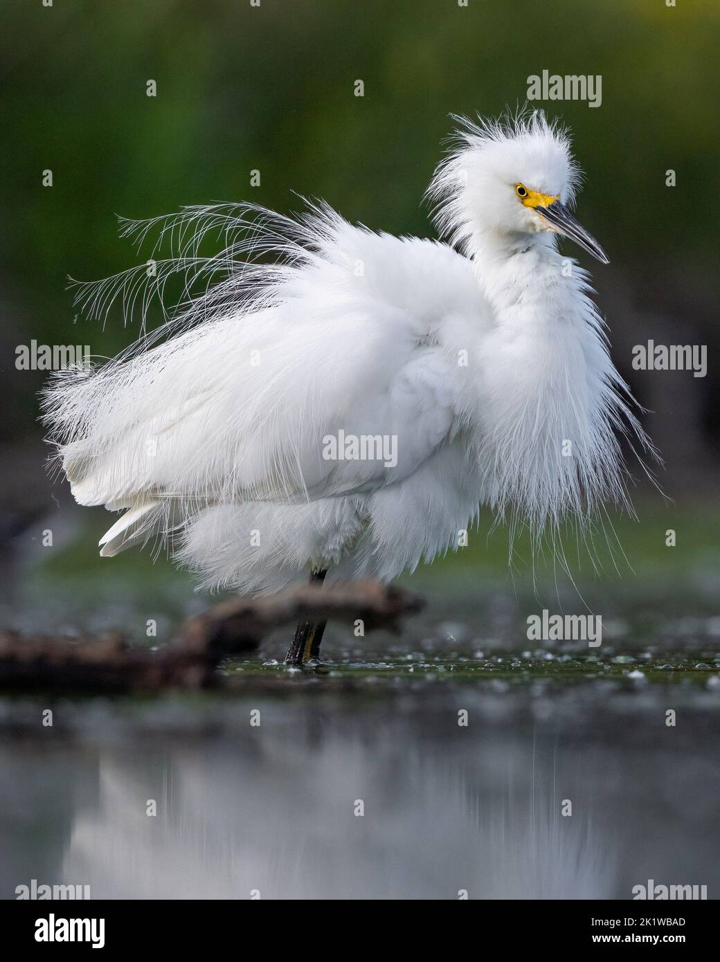 gretta di neve (egretta thula) piume ruffling adulto in piumaggio di riproduzione Colorado, USA Foto Stock