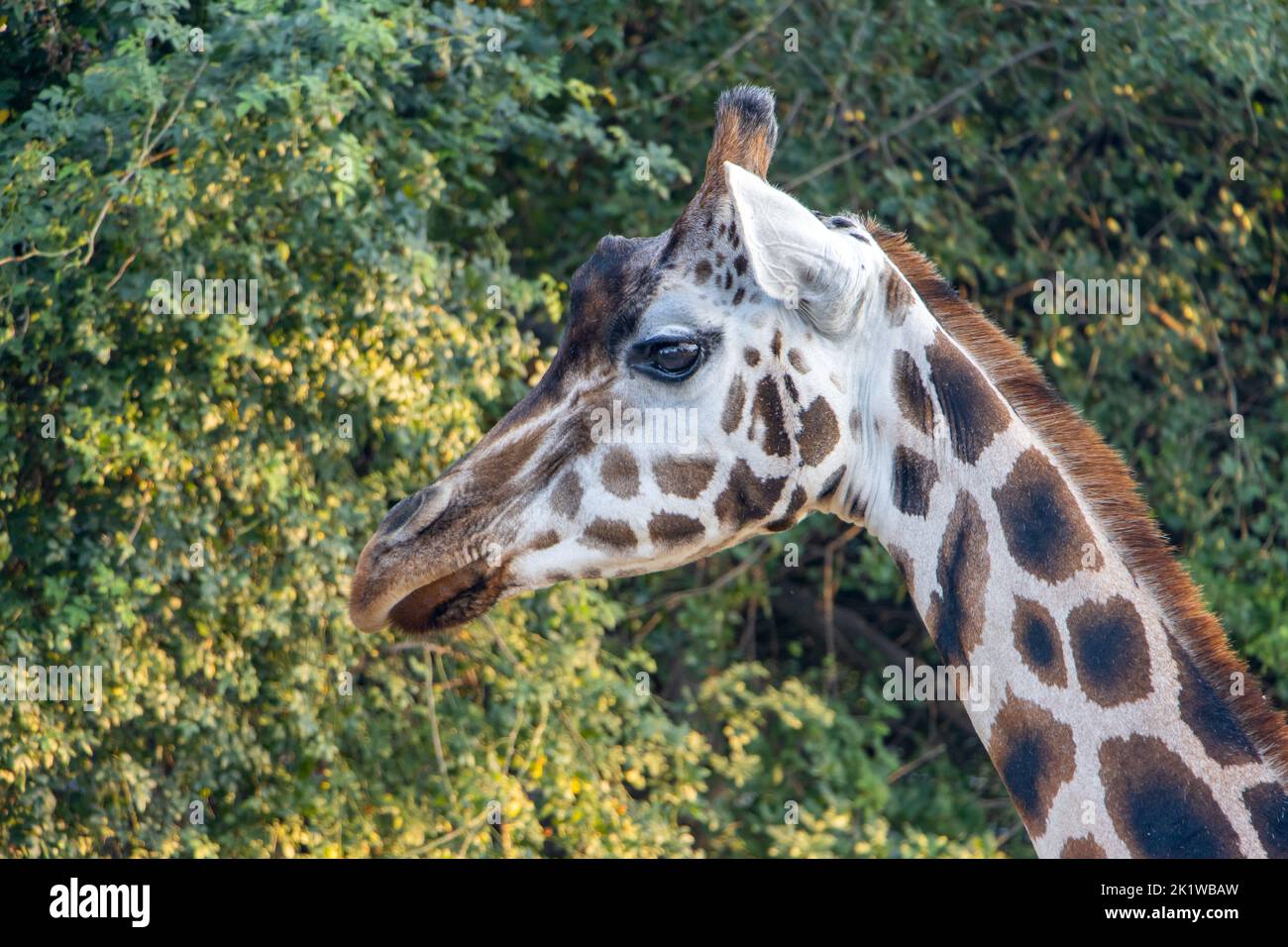 Ritratto di una giraffa nubiana - giraffa camelopardalis rothschildi (GIRAFFA CAMELOPARDALIS) Foto Stock