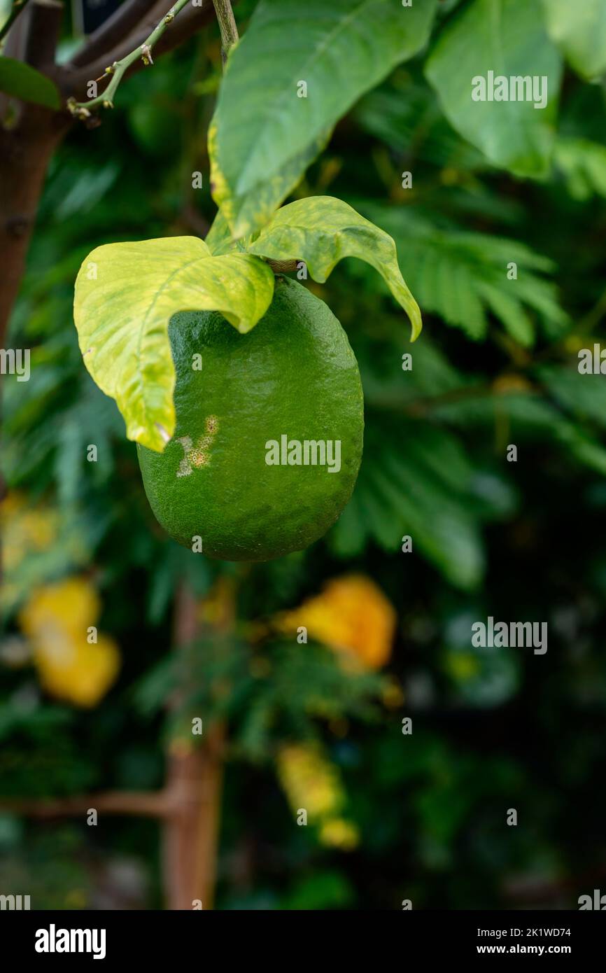 Verde Citrus Medica pianta e frutta Foto Stock