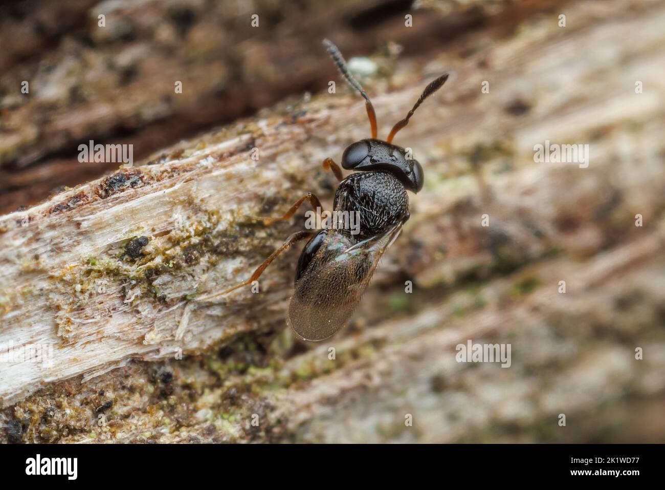 Vespa secelionide (Trissolcus sp.) Foto Stock