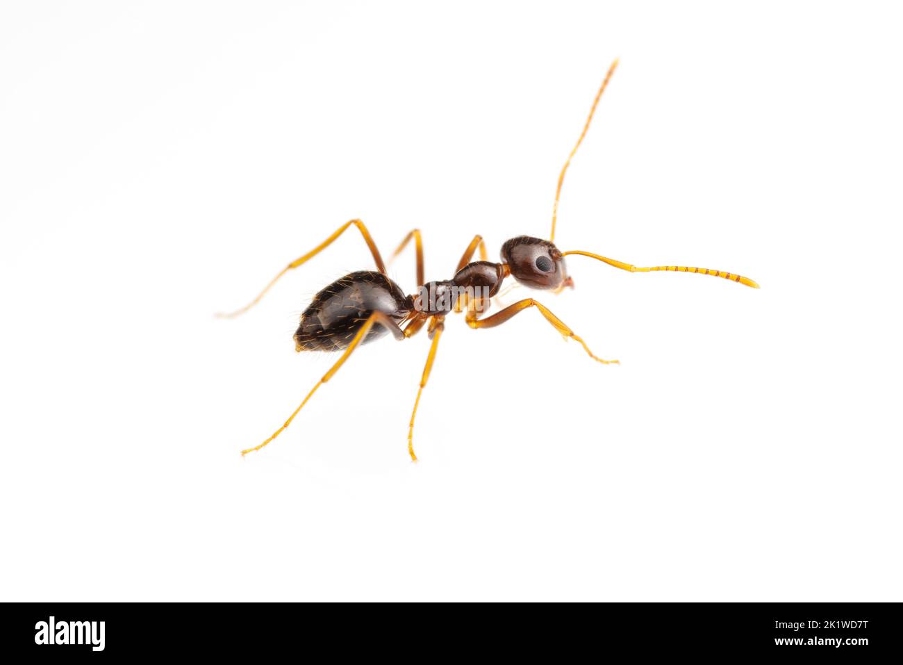 Falso Miele ANT (Prenolepis imparis) isolato su sfondo bianco. Foto Stock