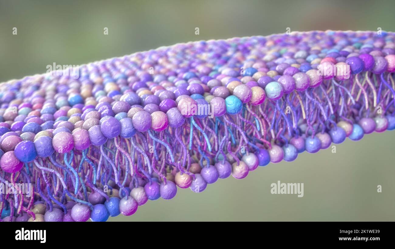 Membrana cellulare a doppio strato lipidico, illustrazione Foto Stock