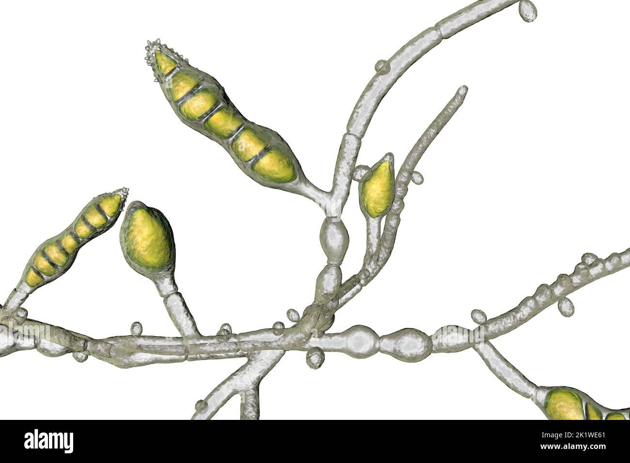 Fungo microsporum audouinii, illustrazione Foto Stock