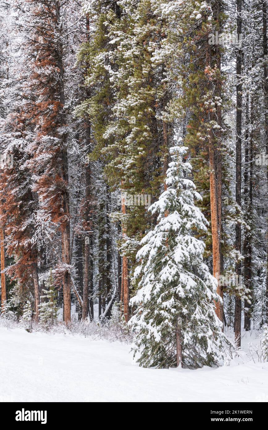 Alberi coperti di neve nella foresta lungo la strada del lago Maligne in inverno, Jasper National Park, Alberta, Canada. Foto Stock