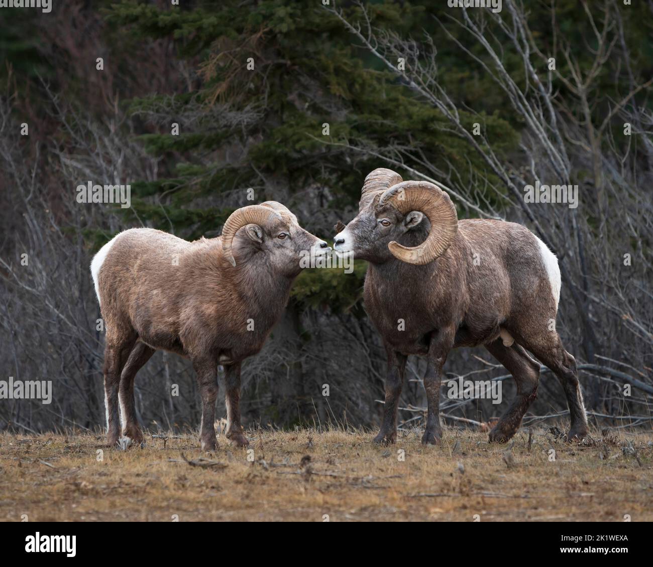 Pecore delle corna grandi nel Jasper National Park, Alberta, Canada. Foto Stock