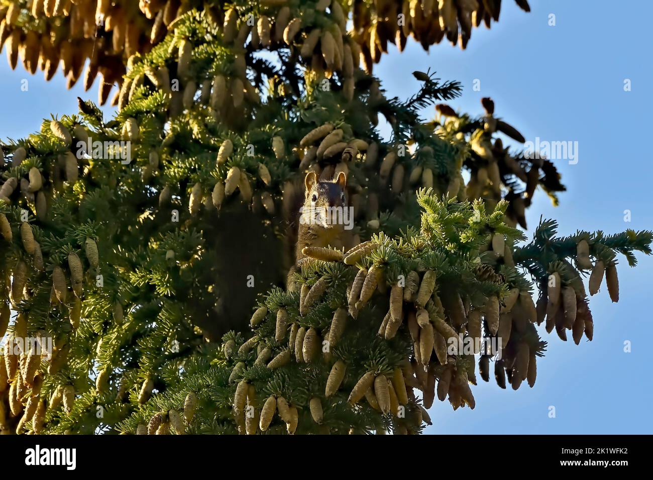 Uno scoiattolo rosso ' Tamiasciurus hudsonicus', guarda in alto dal suo compito di trovare i gustosi coni di abete rosso da tagliare e risparmiare per il suo approvvigionamento di cibo invernale. Foto Stock