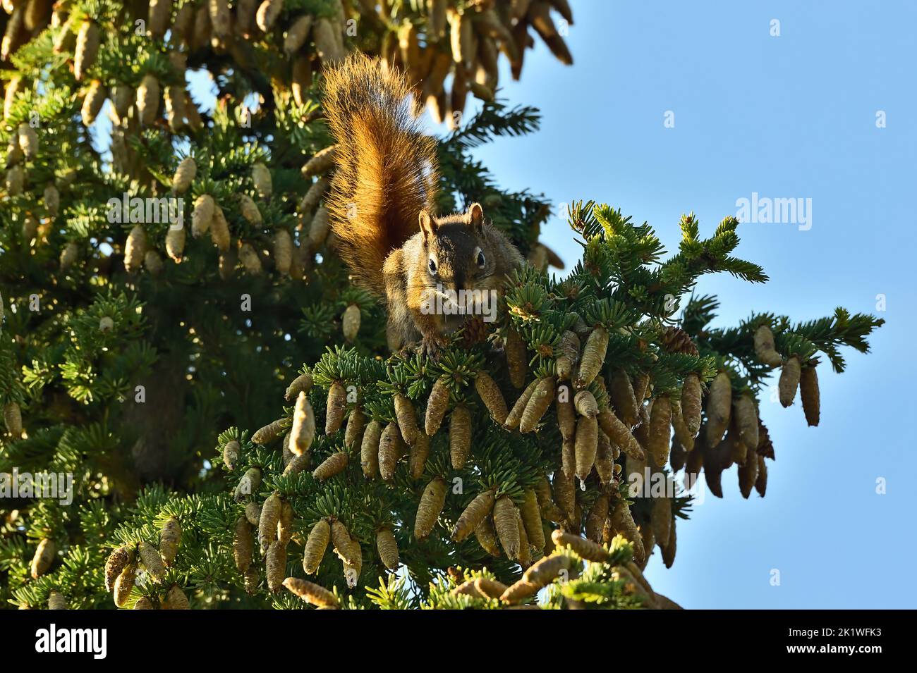 Uno scoiattolo rosso selvatico 'Tamiasciurus hudsonicus', che raccoglie coni di abete rosso per la conservazione di cibo per la stagione invernale upcomming Foto Stock