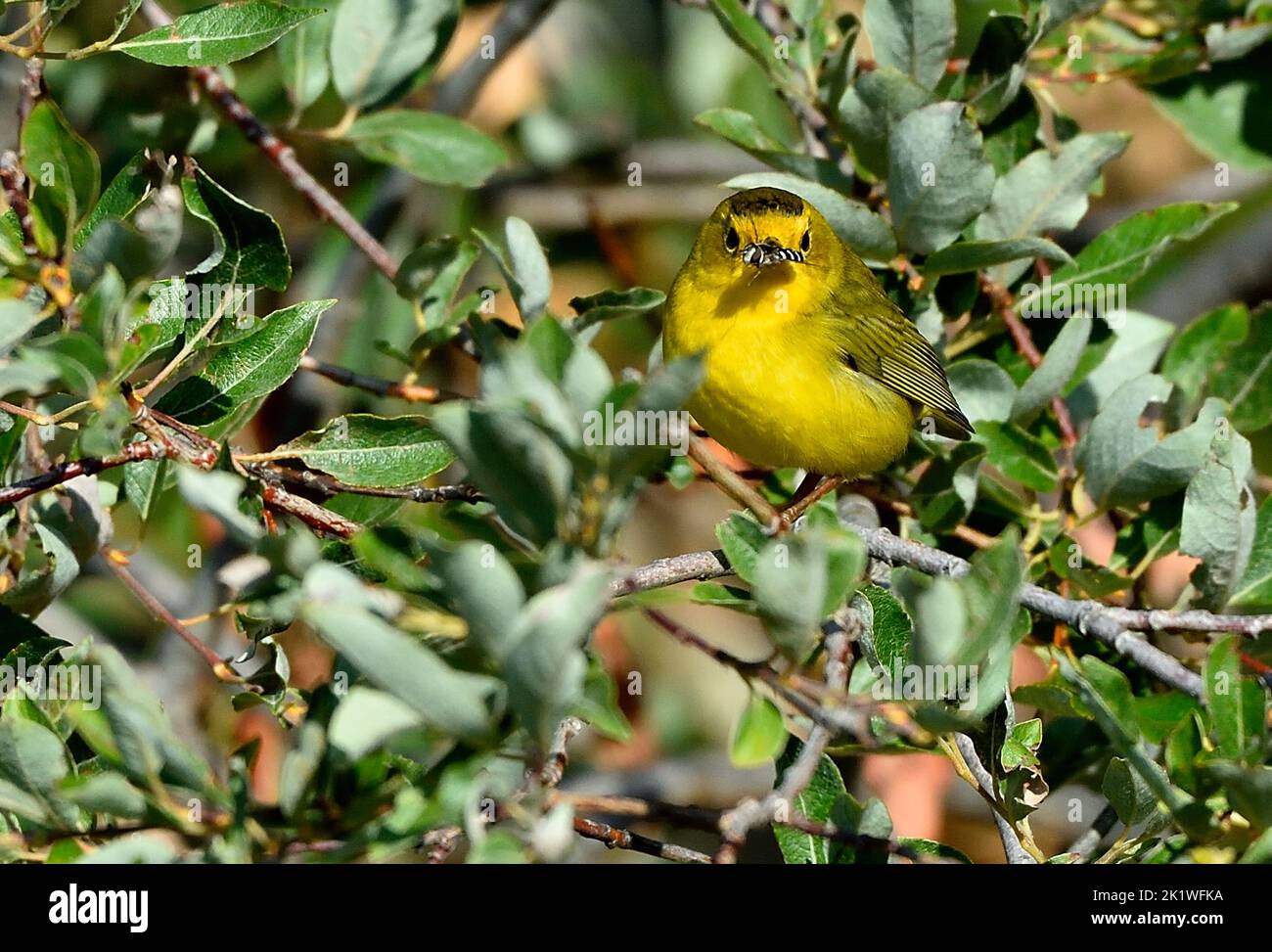 Una vista frontale di un Warbler di Wilson 'Wilsonia pusilla', arroccato su un ramo di albero con una mosca che ha catturato nel suo becco. Foto Stock
