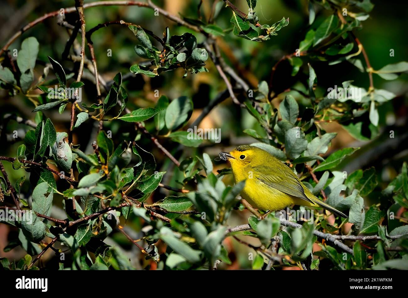 Un warbler Willsons con una mosca bianca e nera che ha preso. Foto Stock
