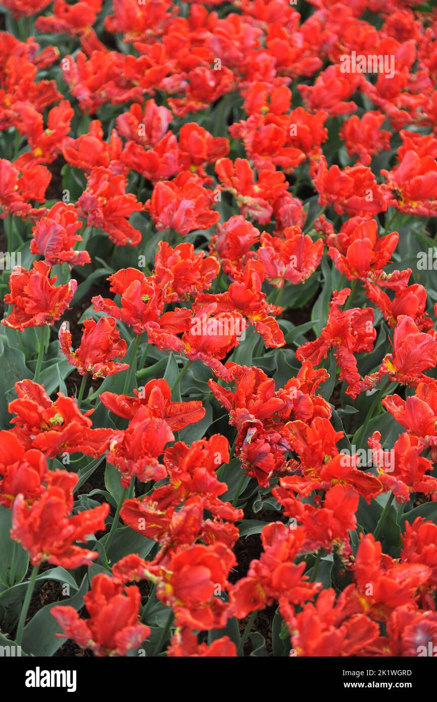 Tulipani di pappagallo rosso (Tulipa) il rococò fiorisce in un giardino nel mese di aprile Foto Stock