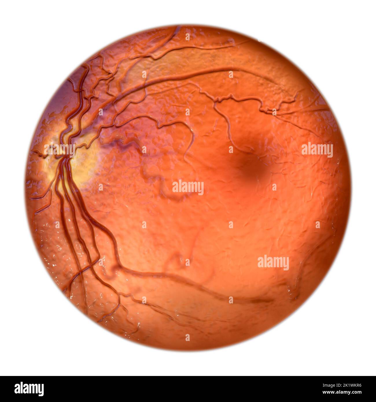 Retina oculare, Foto Stock