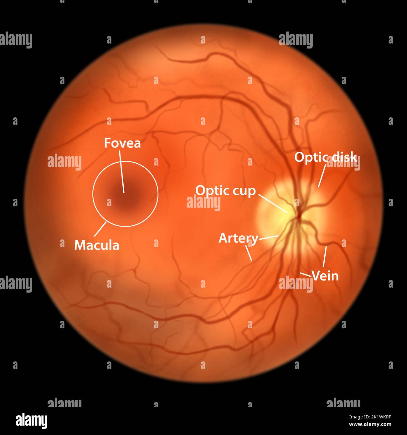 Retina sana, Foto Stock