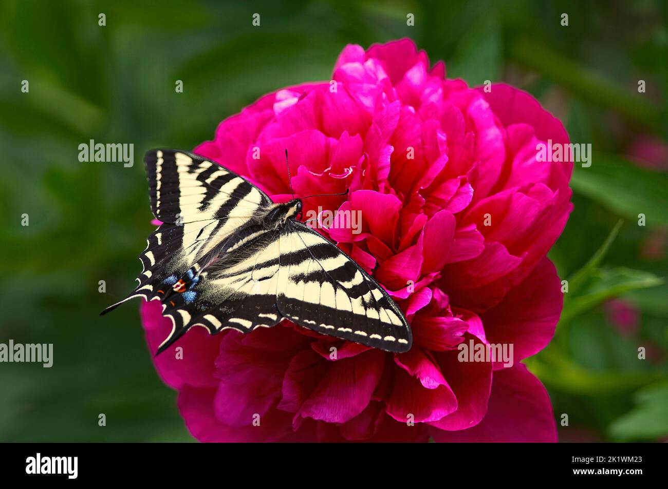 Farfalla di coda di rondine della tigre occidentale (Papilio rutulus) su un fiore rosa di Peonia (Paeonia). Foto Stock