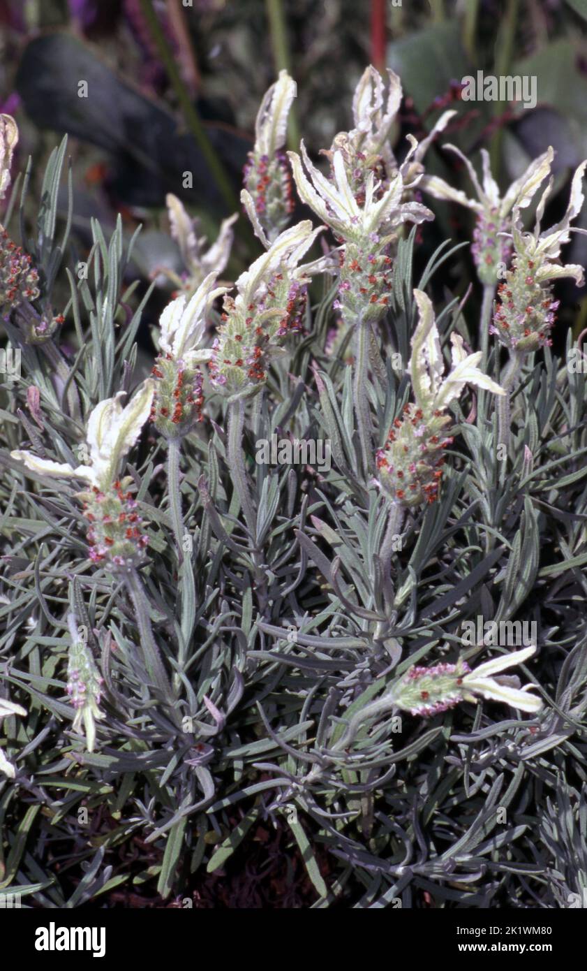 PRIMA VISTA DI LAVANDA BIANCA (LAVANDULA) E FOGLIE. Foto Stock