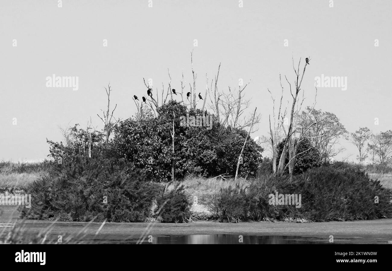 piccola isola con vegetazione infestata da corvo e circondata da paludi Foto Stock