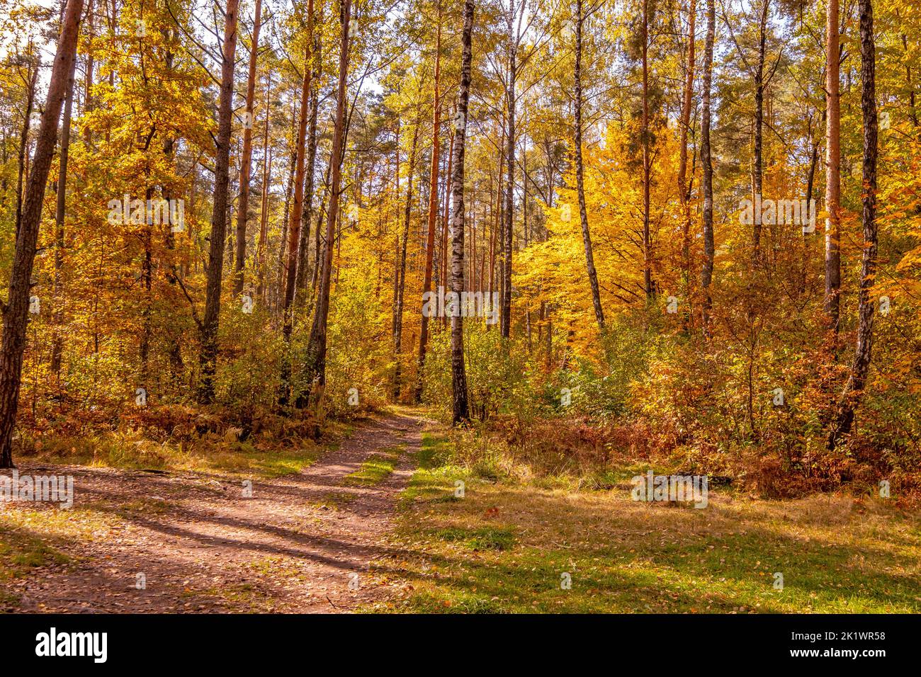 Luminoso giorno di ottobre soleggiato in una bella foresta autunnale Foto Stock