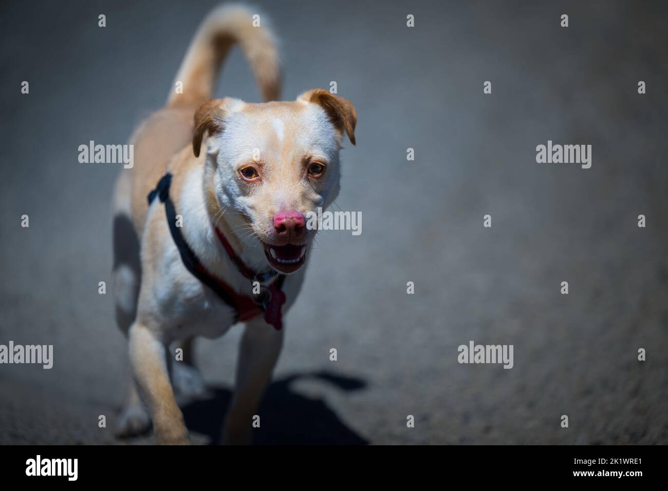 Un piccolo cane di colore marrone chiaro con un'imbracatura rossa con uno sfondo sfocato. Foto Stock