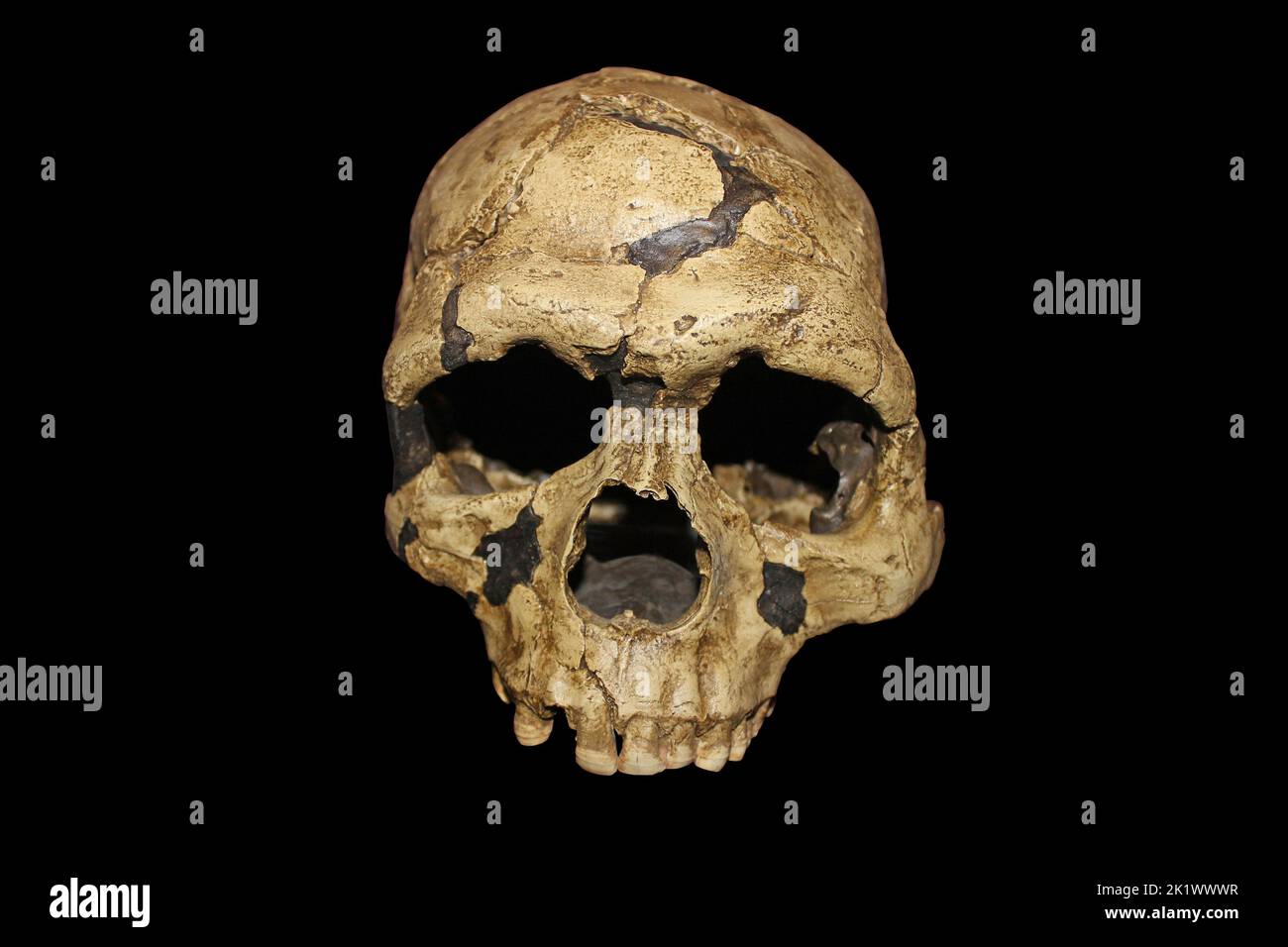 Homo sapiens giovane teschio adulto Grotta di Qafzeh, Israele - Qafzeh 6 Foto Stock