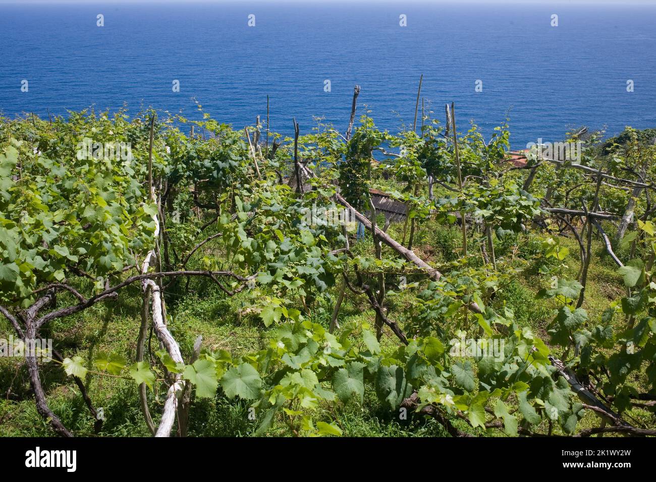 Area coltivata sulla cima di una scogliera di Veu da Noiva sulla costa settentrionale di Madeira Foto Stock