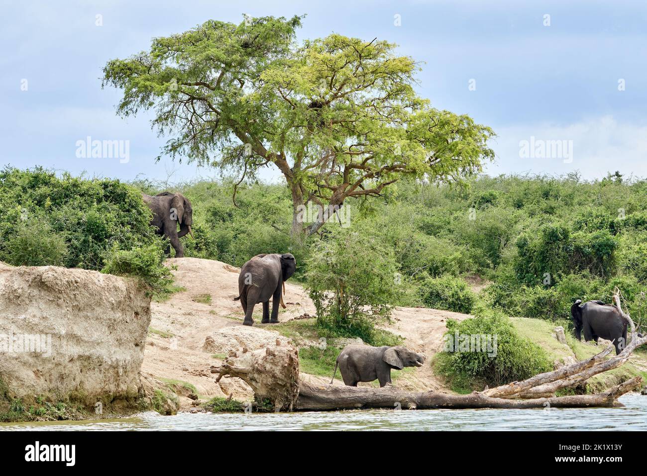 La vista del cespuglio africano elefanti mandria a piedi dalla scogliera sul mare sotto il cielo nuvoloso blu Foto Stock