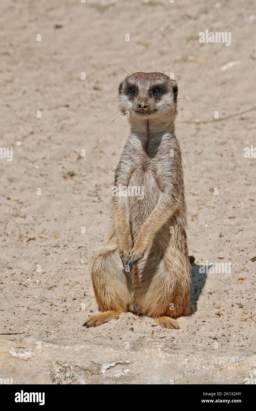 Esemplare di meerkat o suricato, suricata suricatta; Herpestidae Foto Stock
