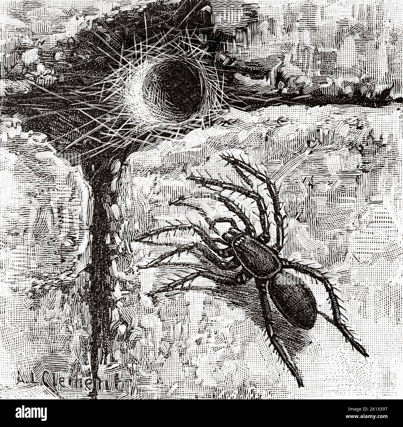 Ragno di tela di tubo o ragno di Cellar. Segestria florentina. Vecchio 19th ° secolo illustrazione incisa da la natura 1890 Foto Stock