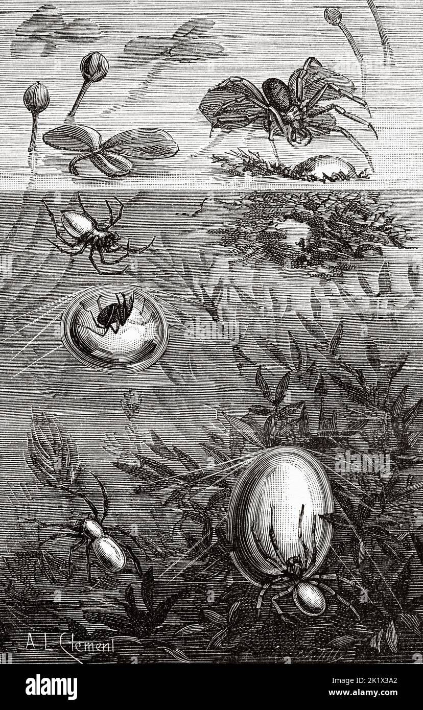 Il ragno a campana o ragno d'acqua (Argyroneta aquatica) è l'unica specie di ragno conosciuta per vivere quasi interamente sott'acqua. Vecchio 19th ° secolo illustrazione incisa da la natura 1890 Foto Stock