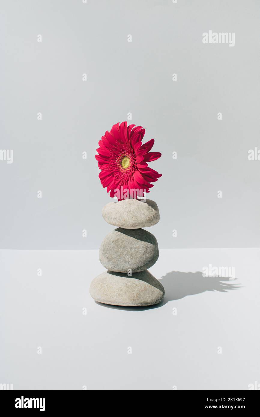 Fresco fiore rosso Gerbera Daisy bilanciamento su stack di pietre di fiume su sfondo bianco. Concetto minimo. Foto Stock