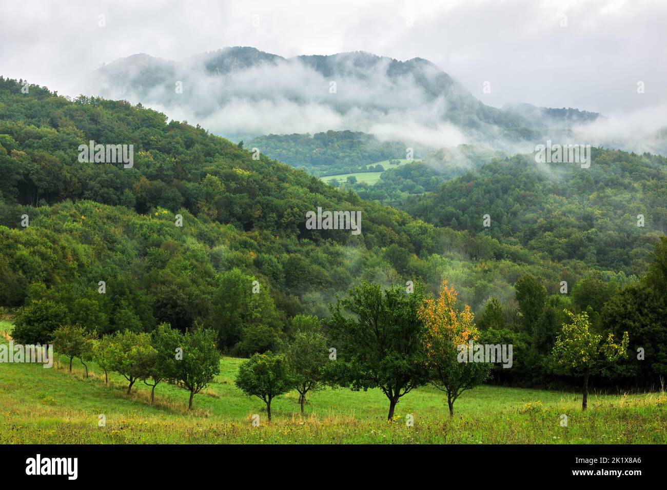 Misty paesaggio montano con foresta e grande roccia dopo la pioggia. Nebbia mattutina all'alba. Natura dell'Europa. Vrsatec, Slovacchia. Foto Stock