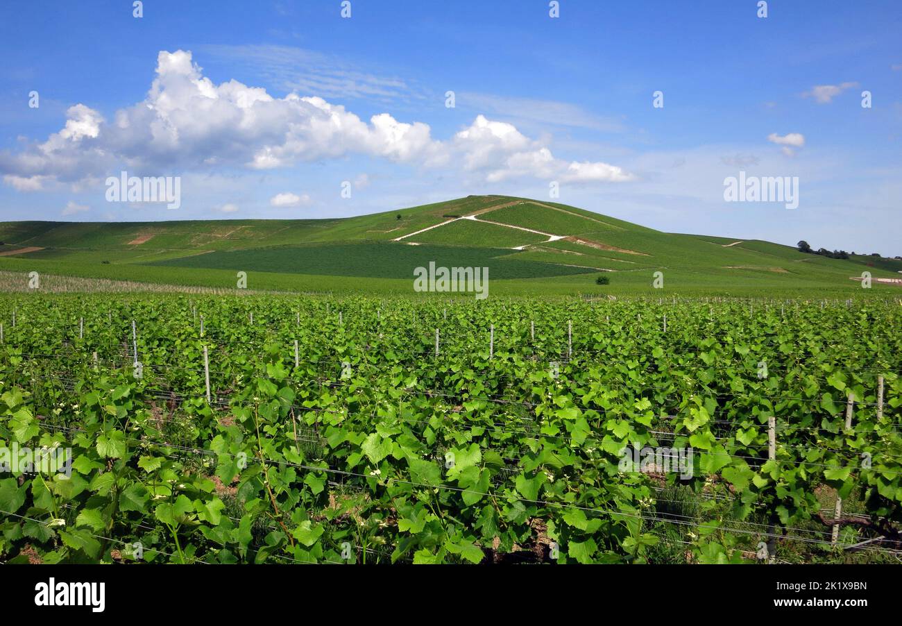 Vigneto champagne vicino Epernay, Marne, Champagne-Ardenne, Francia Foto Stock