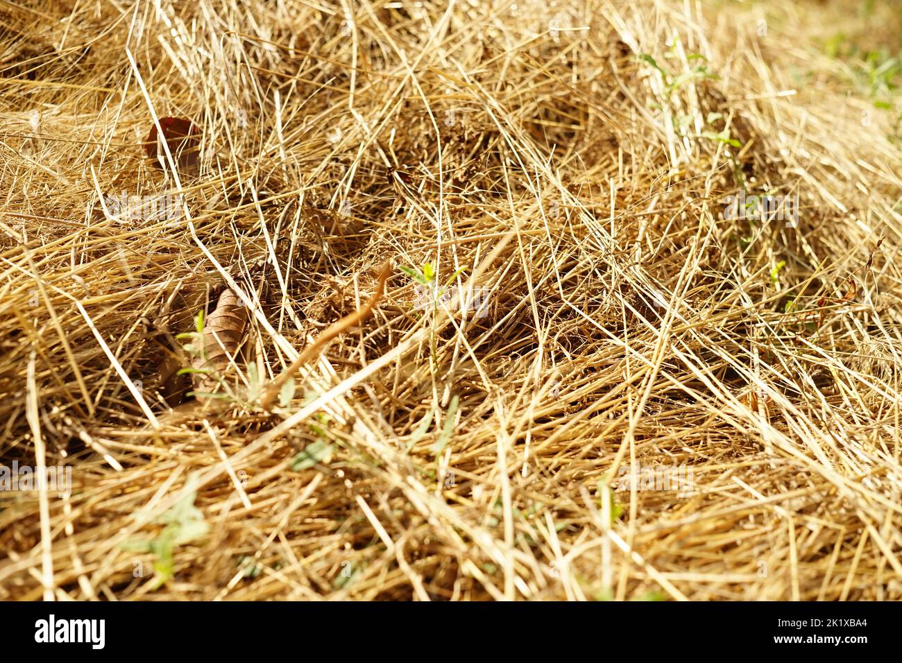 Erba secca estiva, erba dorata a terra. Foto Stock