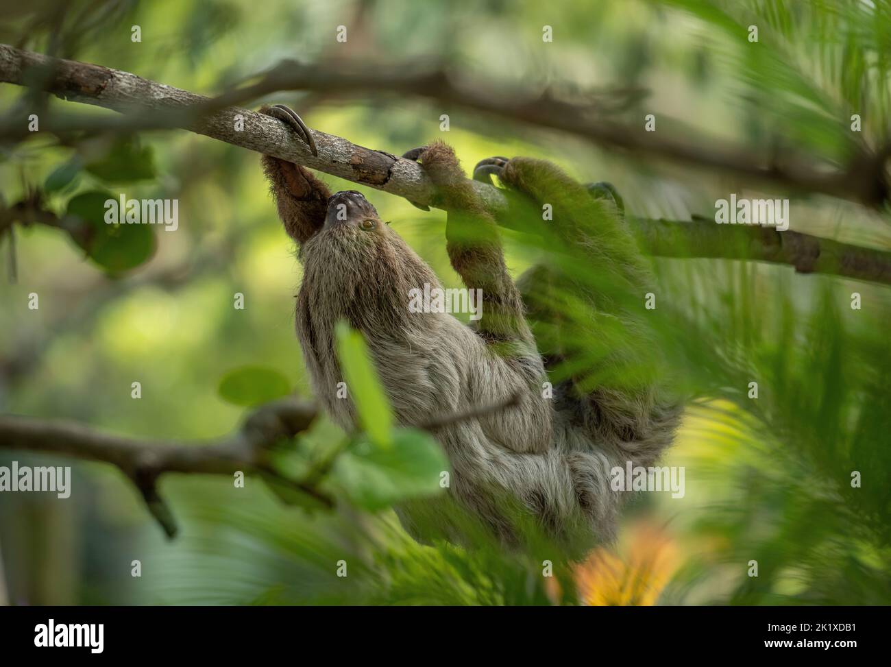 Un primo piano del soldo a due punte di Linneo, Choloepus didactylus appeso al ramo. Foto Stock