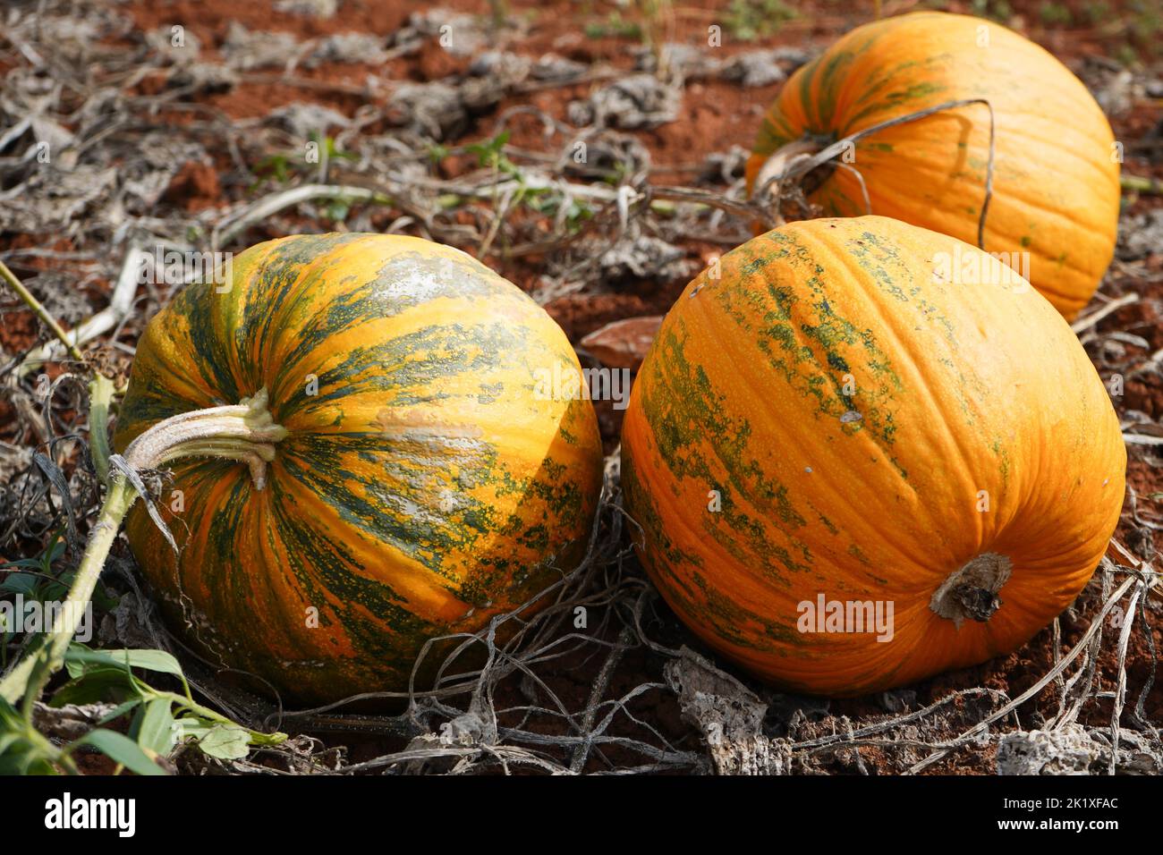 zucche al patch di zucca. Campo di zucche d'arancia durante la stagione del raccolto. Foto Stock