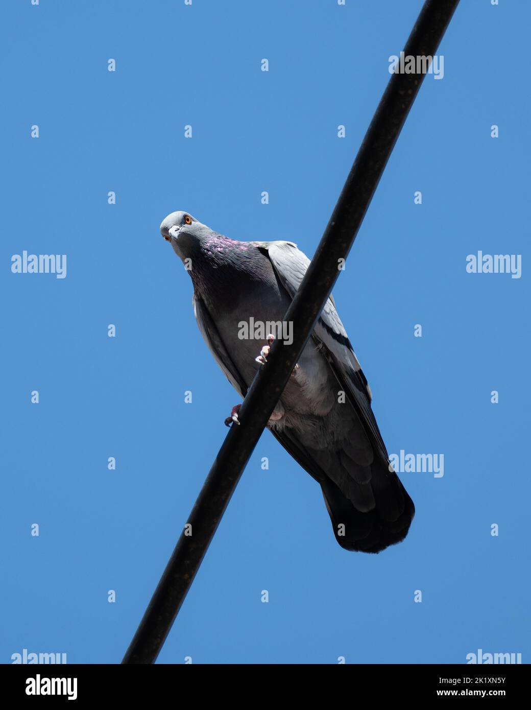 Pigeon seduto su un filo elettrico, guardando dall'alto guardando direttamente la macchina fotografica, Atene, Grecia Foto Stock
