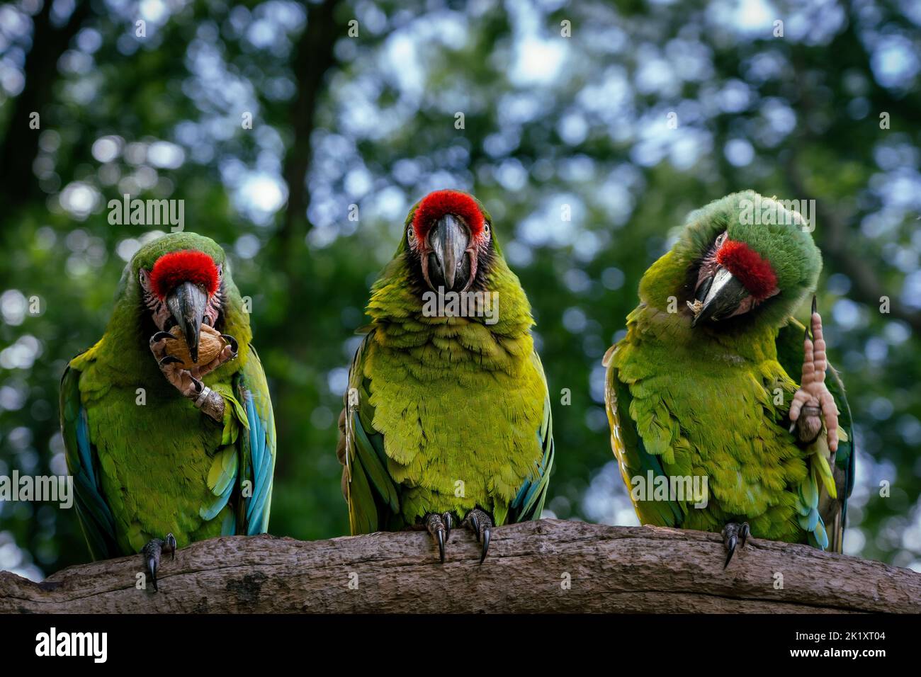 non parlare del male, non vedere il male, non ascoltare pappagalli malvagi su un log Foto Stock