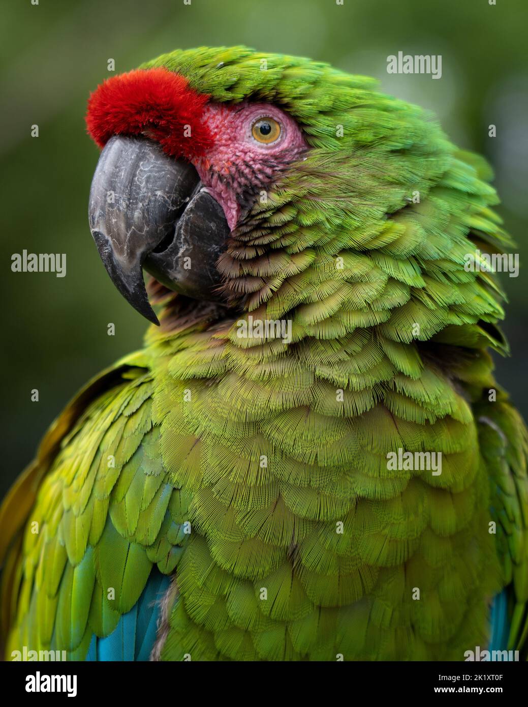 Pappagallo verde Foto Stock