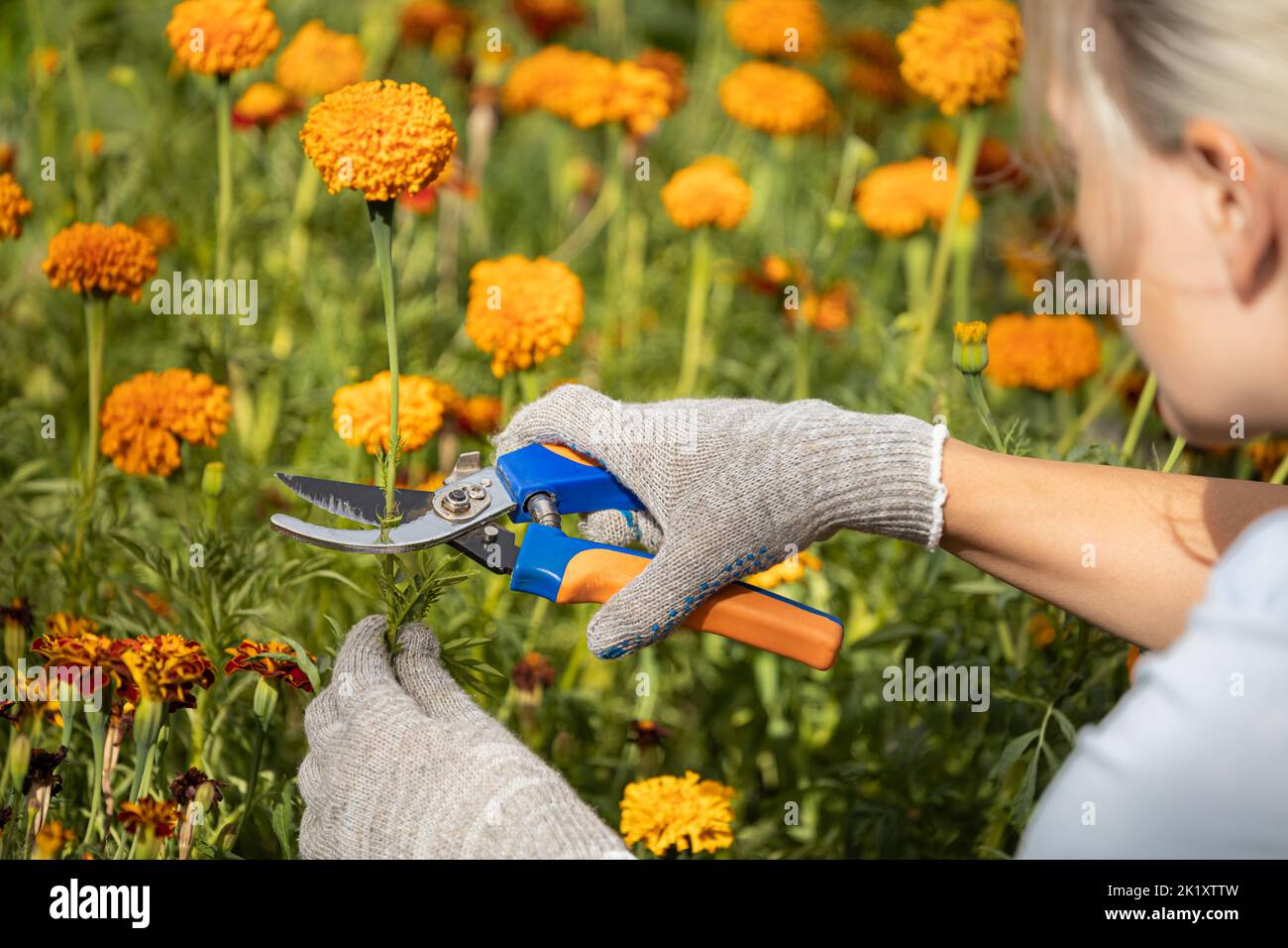 un giardiniere taglia un gambo asciutto di un fiore con le forbici. Foto di alta qualità Foto Stock