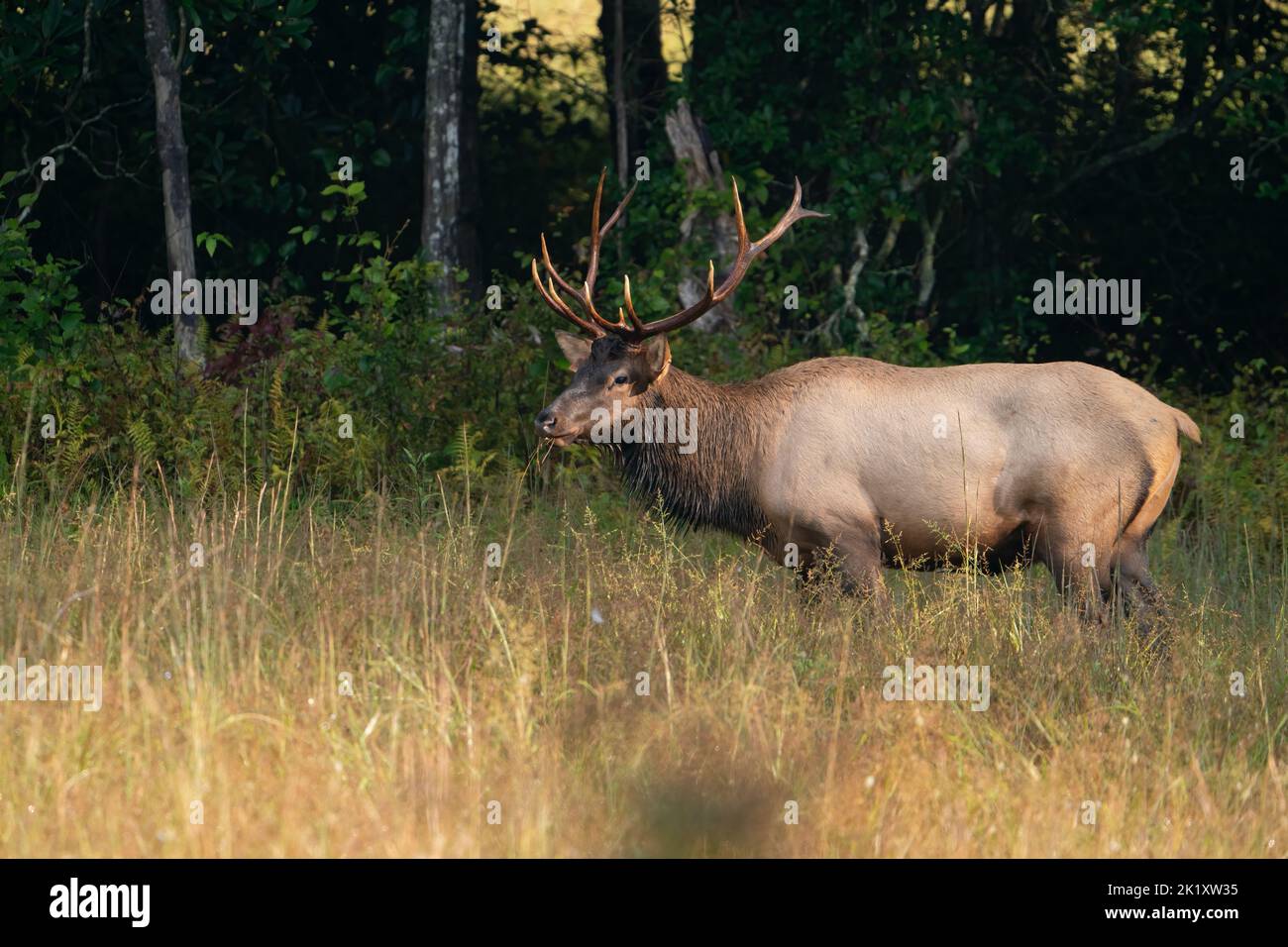 Un toro di montagna roccioso alce. Foto Stock