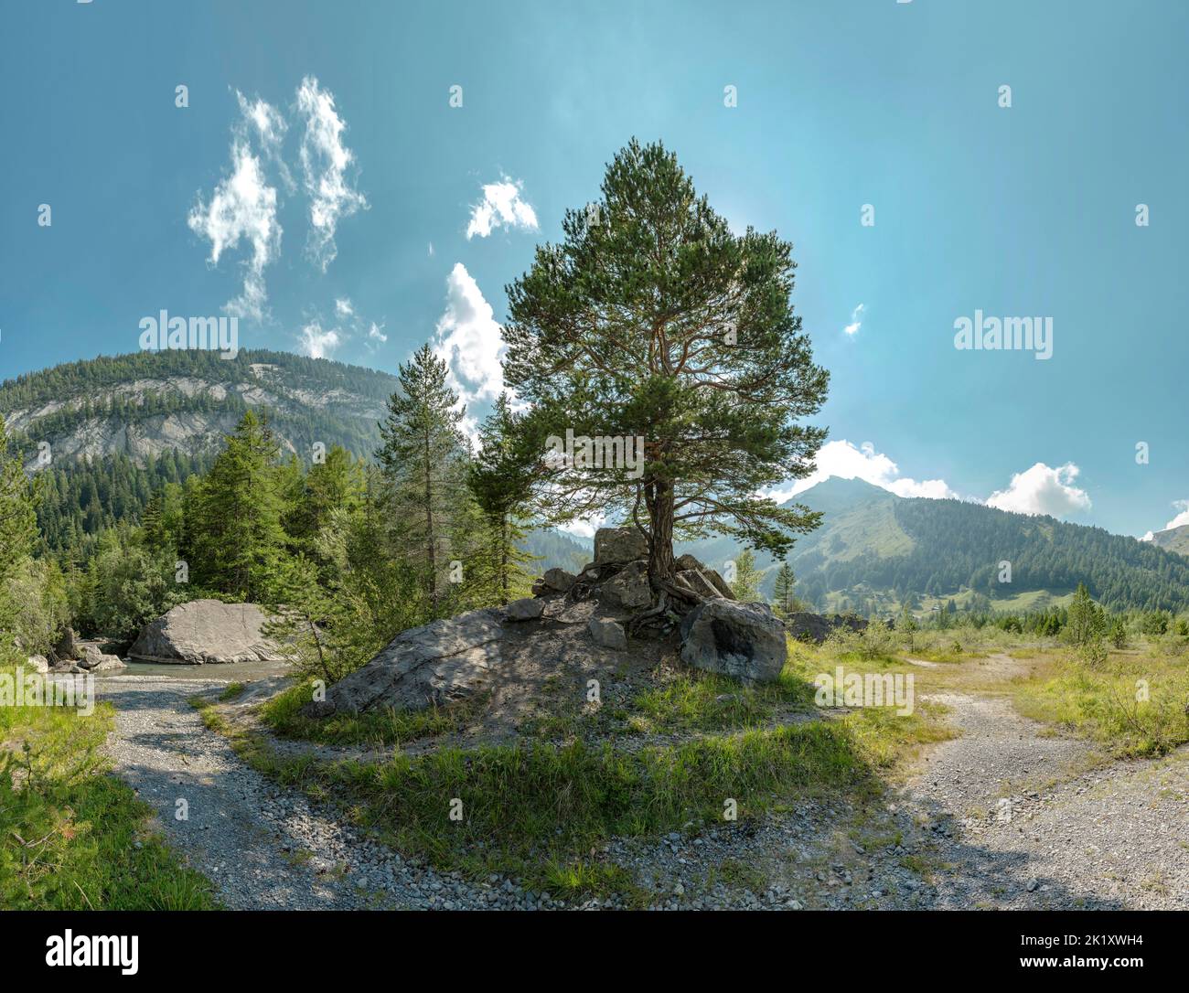 Albero solitario, Lac de Derborence Foto Stock