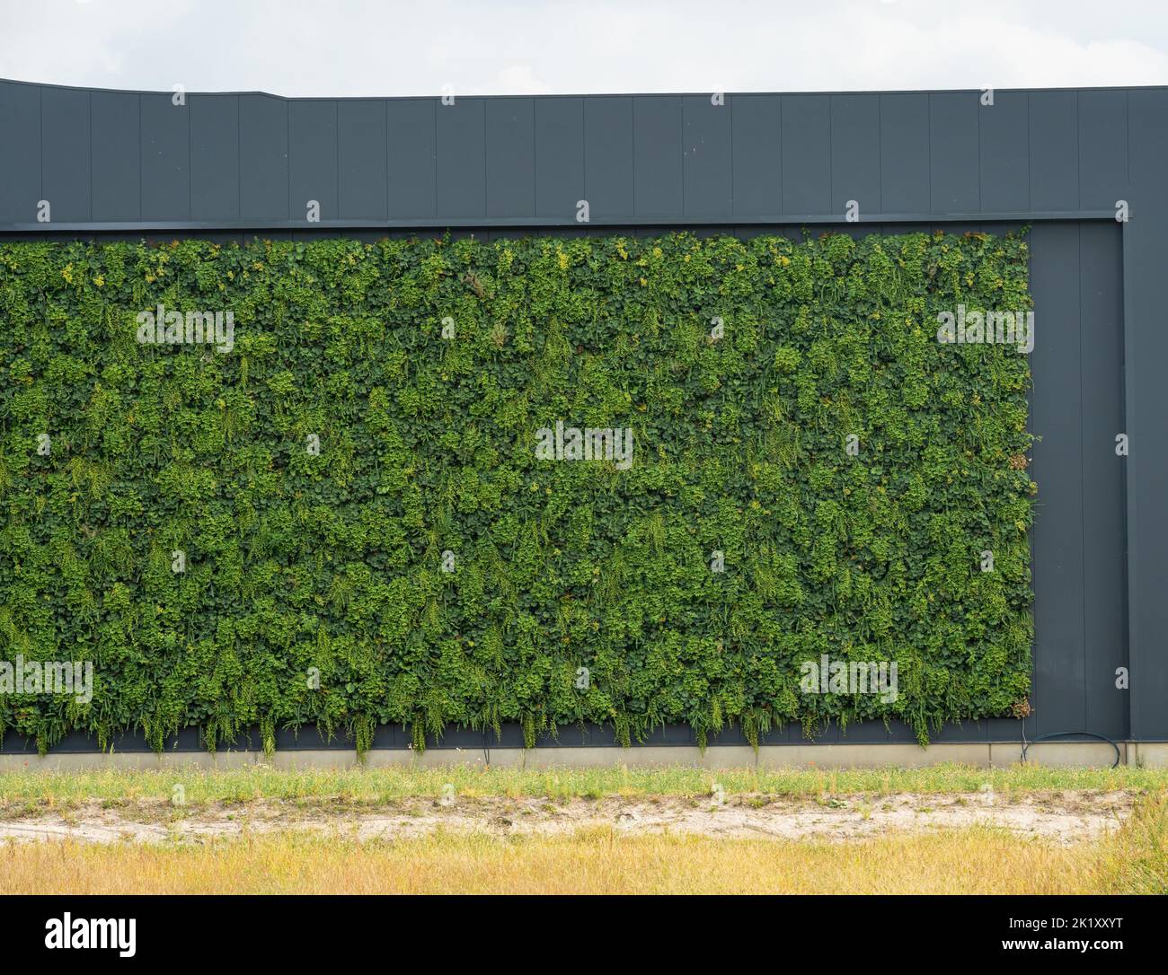 Parete verde del moderno edificio nei Paesi Bassi, che rende gli edifici più ecologici e rispettosi dell'ambiente utilizzando piante scalate Foto Stock