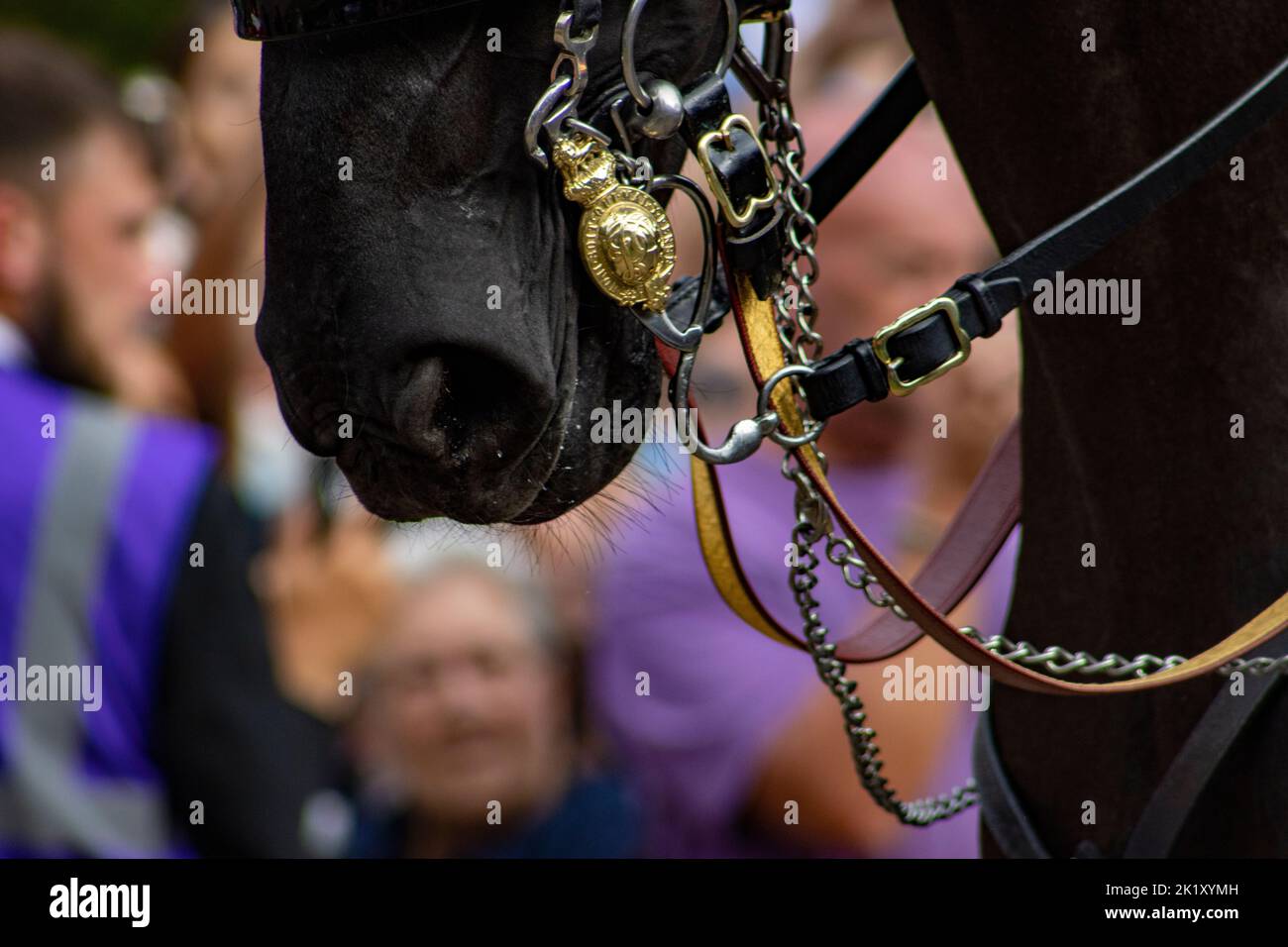 Un bel cavallo al funerale di stato della regina Elisabetta. Solo la parte di muso e bridle del cavallo Foto Stock