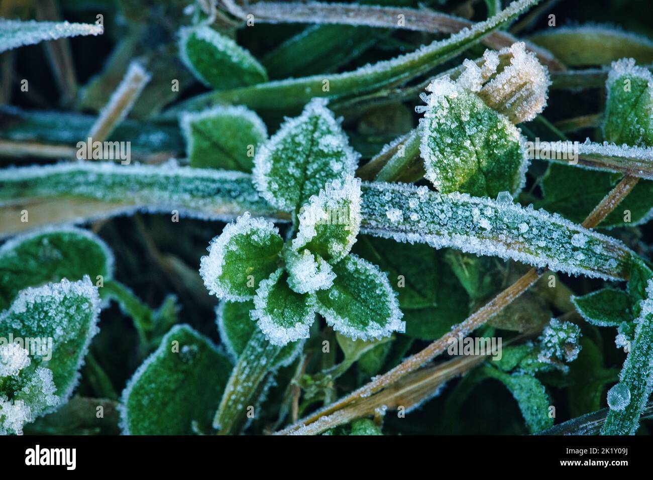 Cristalli di ghiaccio su piante ancora verdi. Primo piano dell'acqua congelata. Macro scattata dalla natura Foto Stock